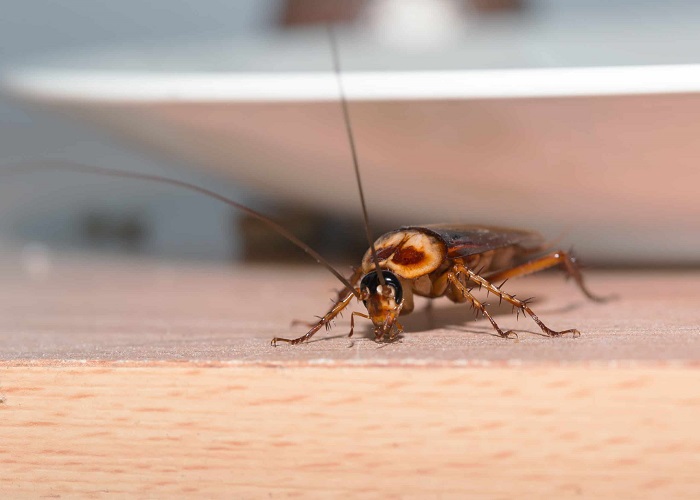 Top 5 Most Commonly Mishandled Pests in the US