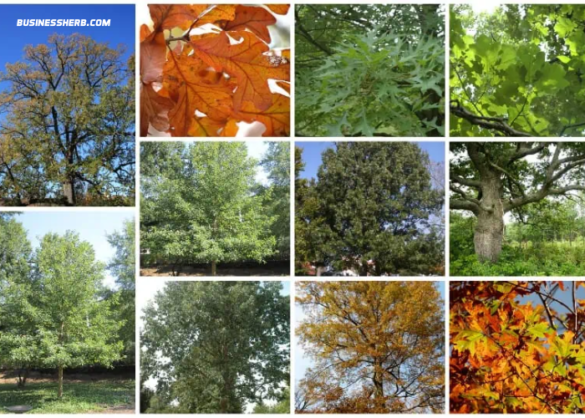 Oak Trees in Tennessee