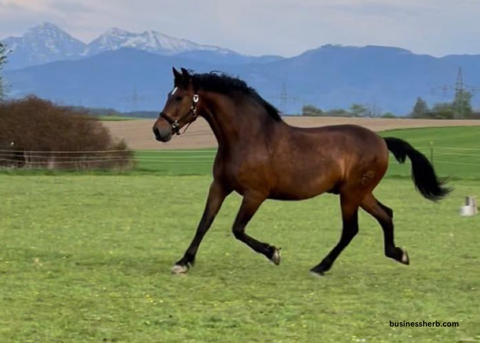 Le Messi du Turf | Business Herb